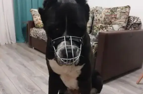 Найдена собака, улица Чкалова, Оренбург - чёрная алабайка без ошейника - photo