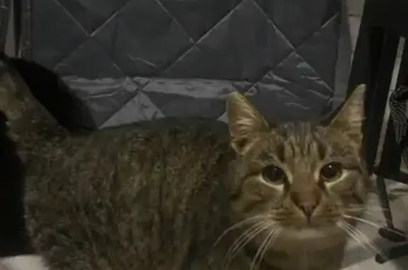 Найденные животные Клин, фото: Найден кот, Московская область, Клин - полосатый, около 3 лет