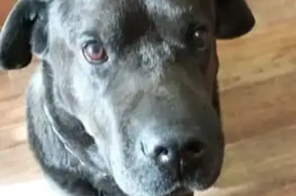 Пропал собака, улица Владимира Высоцкого, Екатеринбург - метис, похож на лабрадора - photo