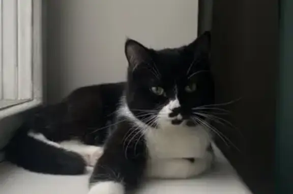 Найдена кошка, Клин, фото: Найден кот, улица Гагарина, 37/1, Клин - черно-белый, явно домашний