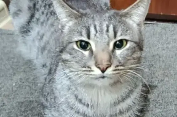 Найденные животные Казань, фото: Найдена кошка, мужской, Интернациональная улица, 25А, Казань