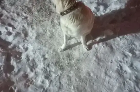 Найдена собака, Воронеж, фото: Найден собака, Южно-Моравская улица, 19, Воронеж - белый и полненький