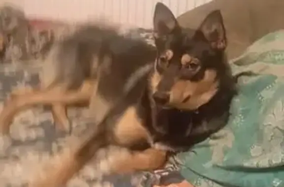 Пропал собака, 41К-760, Красноозёрное сельское поселение - кидался на машины - photo