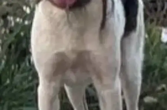 Пропал собака, Казань, Татарстан - окрас белый с пятнами - photo