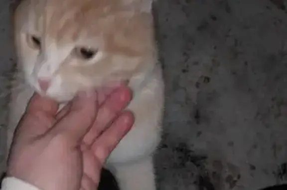 Найденные животные Тольятти, фото: Найдена кошка, бульвар Татищева, 3, городской округ Тольятти - бело-рыжий, ласковый