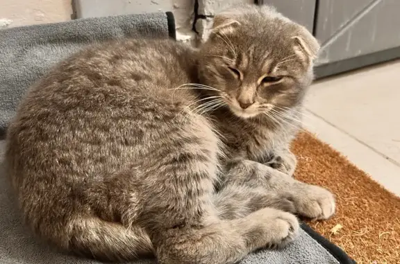 Найденные животные Каспийск, фото: Найден кот, Каспийск, Дагестан — вислоухий, прихрамывает