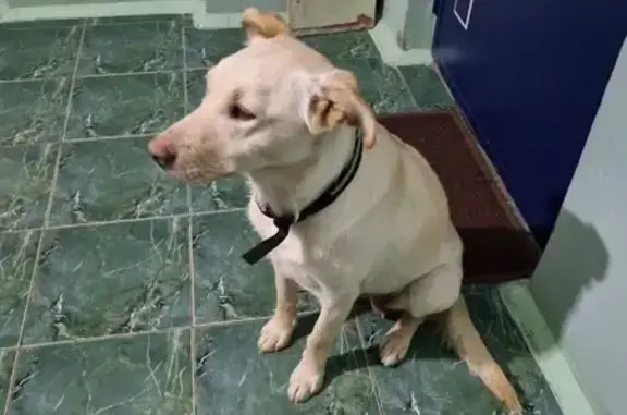 Найдена собака, улица Спиридона Михайлова, 1, Чебоксары - белая, ошейник с полоской - photo