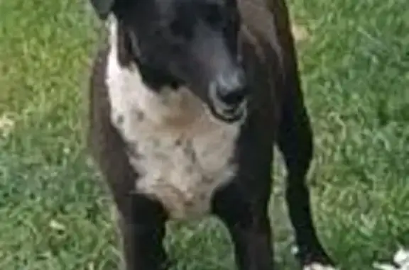 Пропал собака, Российская улица, 738, Краснодар - красный ошейник - photo