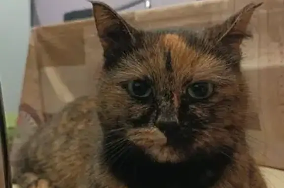 Найдена кошка, Нижний Новгород, фото: Найдена кошка, Ильинская улица, 99Б, Нижний Новгород - напугана после пожара