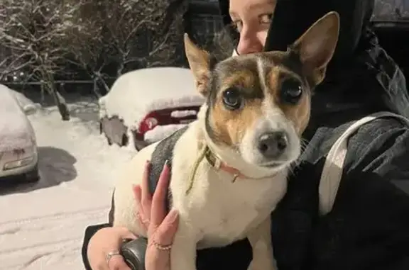 Найдена собака, Мурманск, фото: Найдена собака, проспект Героев Североморцев, 78 к3, Мурманск - бело-черно-рыжего окраса