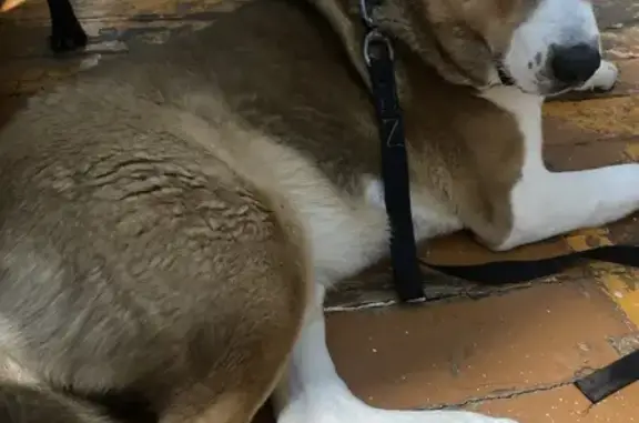 Найденные животные Владивосток, фото: Найден собака, улица Героев Хасана, 21, Владивосток - рыжий с белым, спокойный мальчик