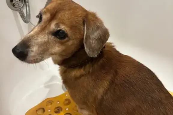 Найдена собака, Самара, фото: Найдена собака, мужской, Аэродромная улица, 53, Самара - с ошейником без адресника