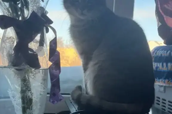 Найдена кошка, Кемерово, фото: Найден кот, Леонова 16А, Кировский район, Кемерово