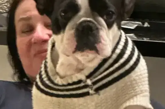 Пропала собака, женский пол, улица Михаила Якушина, Москва - черно-белый окрас - photo