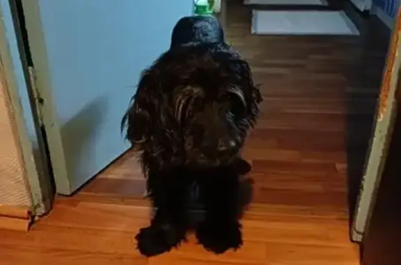 Найдена собака, Вышний Волочёк, фото: Найдена собака, Узкоколейная улица, Вышний Волочёк - похожа на спаниеля