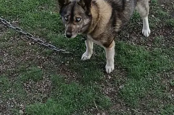 Пропала собака, Курманаевка, Оренбургская область - хаски с голубыми глазами - photo