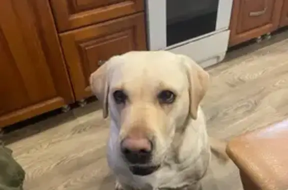 Собаки потеряшки, Бердск, фото: Потеряшка собака, женский пол, улица Щетинкина, 18, Бердск