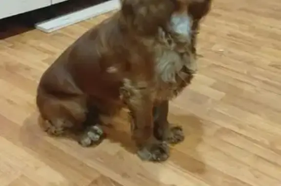 Пропал собака, Торговая улица, 1, Назарово - рыжий окрас, 1 год - photo