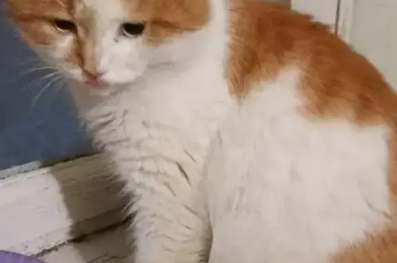 Пропал кот, улица Полежаева, 101, Саранск - сломан кончик хвоста - photo