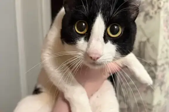 Найдена кошка, Омск, фото: Найден кот, улица Путилова, 7А, Омск - черно-белый с желтыми глазами