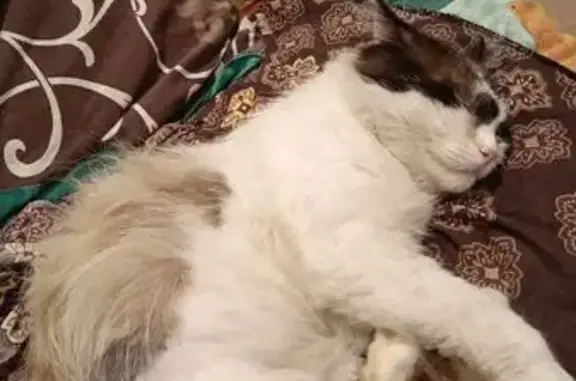 Пропал кот, улица 15-й Гвардейской Кавалерийской Дивизии, 42, Бийск - пушистый хвост, отзывается Сёма - photo