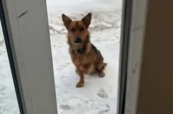 Найдена собака, Нижний Тагил, фото: Найден собака, проспект Ленина, 73, Нижний Тагил - бегает на привокзальной площади