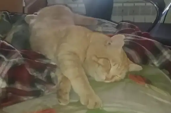 Пропал кот, Ударная улица, 28, Бийск - Алекс, 8 лет - photo