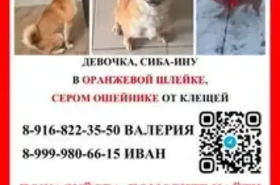 Пропала собака, улица Зелёная Горка, 1А, Одинцово - рыжая сиба-ину - photo