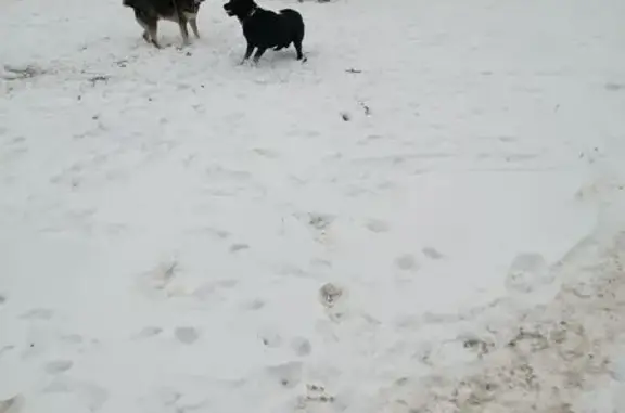 Найдена собака, Волгодонск, фото: Найден собака, мужской, улица Гагарина, 38А, городской округ Волгодонск - черная с ошейником