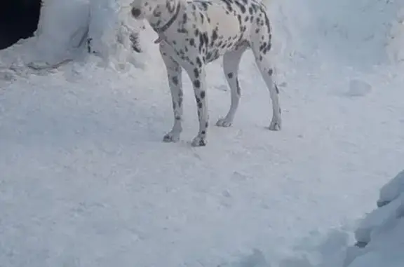 Пропал собака, Западная улица, Канск - ласковый далматинец - photo