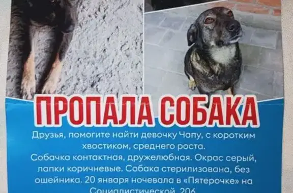 Пропала собака, женский пол, Социалистическая улица, 206, Ростов-на-Дону - photo