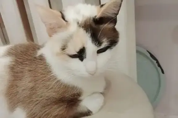 Найдена кошка, Чебоксары, фото: Найдена кошка, улица Академика А. Н. Крылова, Чебоксары - белая с коричневыми пятнами