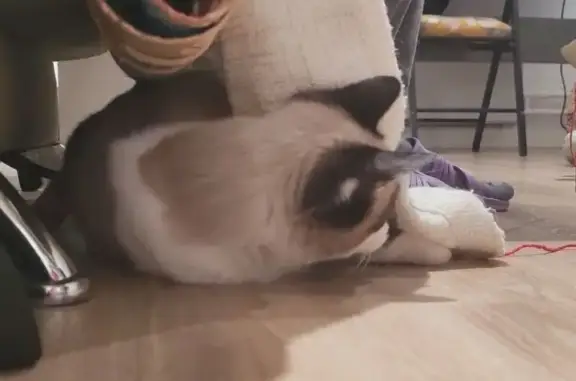 Найдена кошка, Москва, фото: Найден кот, Челобитьевское шоссе, Москва - похож на породу сноу шу