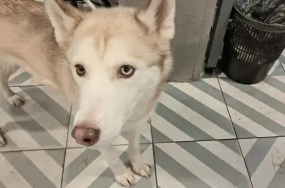 Найдена собака, Санкт-Петербург, фото: Найдена собака, проспект Большеваиков, 83, Санкт-Петербург - молодая разноглазая хаски