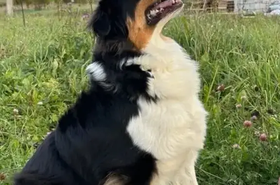 Пропала собака, улица Михаила Сперанского, Тюмень - photo