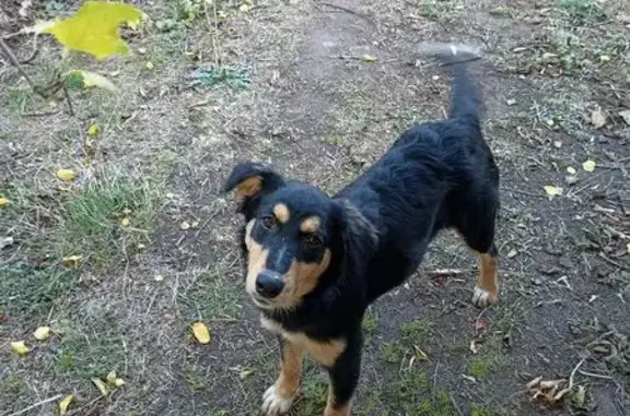 Пропала собака, Чистоозёрный, Ростовская область - контактная и умная девочка - photo