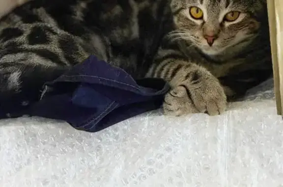 Пропал кот, Михайловск, Ставропольский край - серо-чёрный, очень ласковый - photo