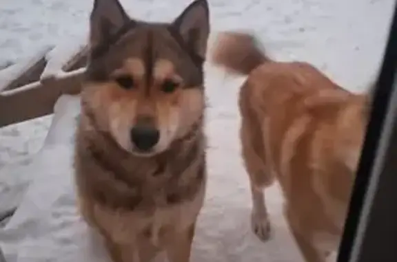 Пропала собака, улица Николаева, Большое Чурашево, Сюлово - кобель по кличке Серый - photo