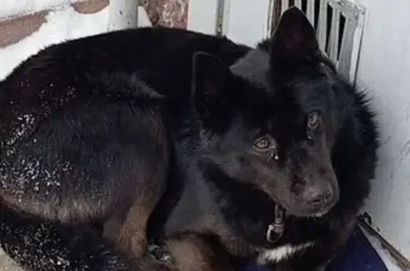 Найдена собака, Уфа, фото: Найдена собака, Уфа, Башкирия - черная, ласковая, с ошейником