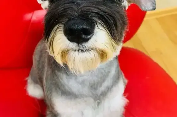 Собаки потеряшки, Парголово, фото: Потеряшка собака, женский пол, Заречная улица, 33, Парголово - цвергшнауцер, плохо слышит