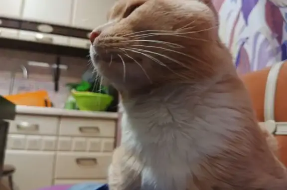 Пропал кот, улица Пархоменко, 7/111, городской округ Ишим - рыжий в белую полоску - photo