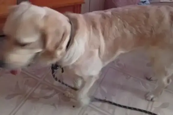 Объявления о пропавших и найденных животных, Архангельск, фото: Найдена собака, женский пол, улица Попова, 59, Архангельск - с поводком и ошейником