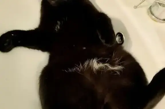 Пропала кошка, улица Мира, 43, Йошкар-Ола - чёрная с карими глазами - photo