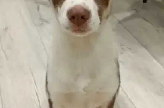 Найдена собака, Чита, фото: Найдена собака, Инструментальная улица, Чита - помесь с лайкой