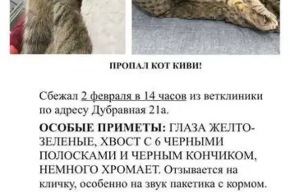 Пропал кот, Дубравная улица, 21А, Казань - выбрит живот, немного хромает - photo