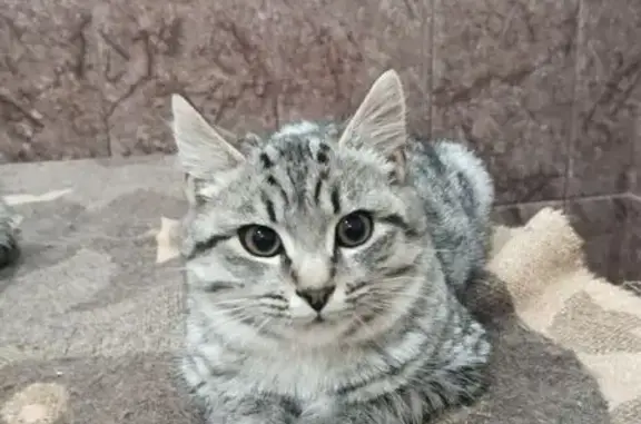 Пропал кот, Моторная улица, Оренбург - пугливый - photo