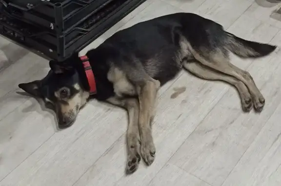 Найдена собака, Бийск, фото: Найден собака, мужской, район 46 училища, Бийск