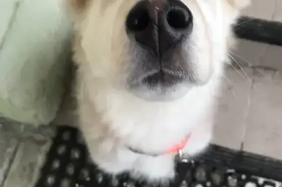 Найдена собака, Октябрьский, фото: Найден собака, улица 60 лет Победы, Октябрьский - лайка с разными глазами