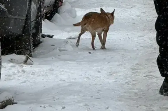 Найдена собака, Курск, фото: Найден собака, проспект Победы, городской округ Курск - очень пугливый