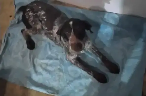 Найдена собака, Фёдоровское, фото: Найдена собака, Почтовый проезд, Фёдоровское - девочка, 10 лет